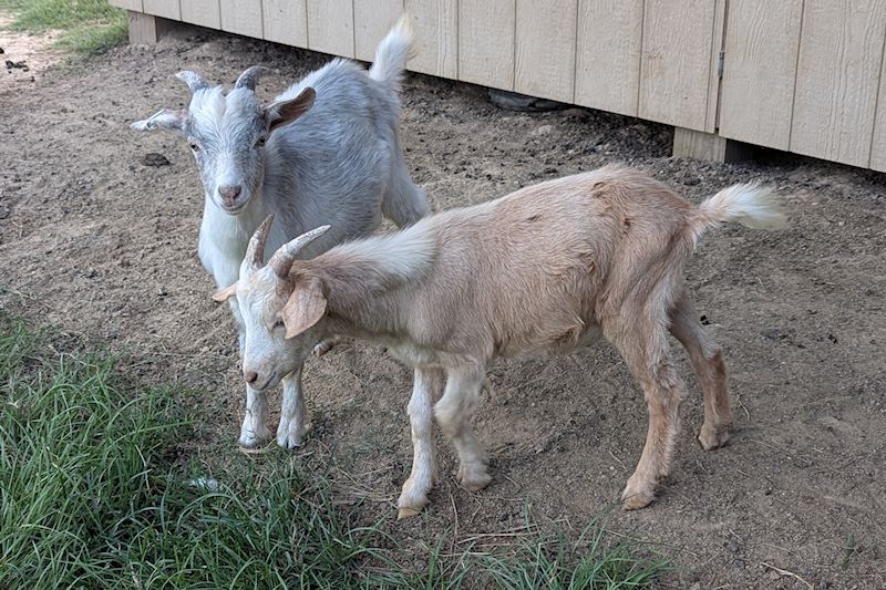 2025 Goats for sale