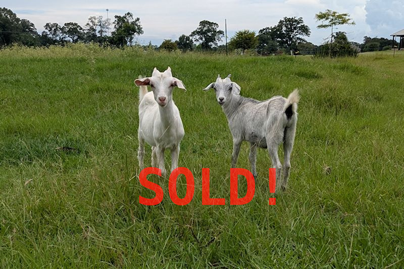 2025 Goats for sale