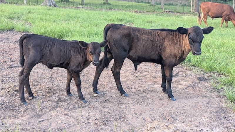 Appalousa Acres Calves